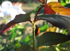 Fonds d'cran Animaux Jolie Coccinelle