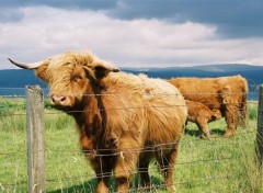 Fonds d'cran Animaux Vaches cossaises