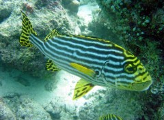 Fonds d'cran Animaux Belle photo sous marine