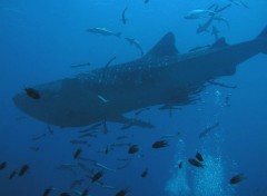 Fonds d'cran Animaux Requin baleine