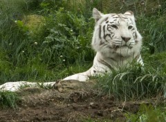 Fonds d'cran Animaux tigre-mere