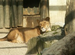 Fonds d'cran Animaux Image sans titre N82730