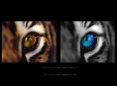 Wallpapers Animals Tiger