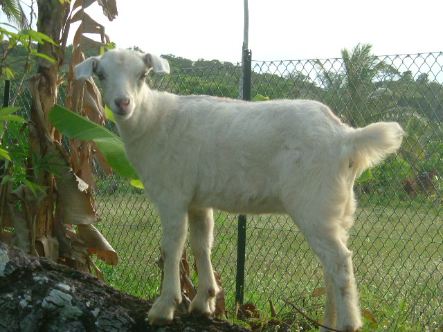 Fonds d'cran Animaux Chvres ma petite chvre