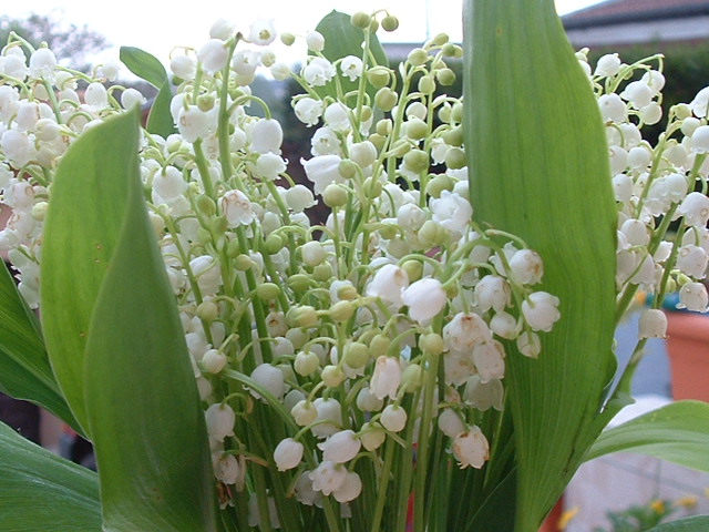 Fonds d'cran Nature Fleurs bouquet de brins de muguet