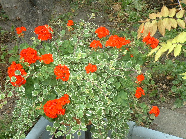 Fonds d'cran Nature Fleurs Beau geranium