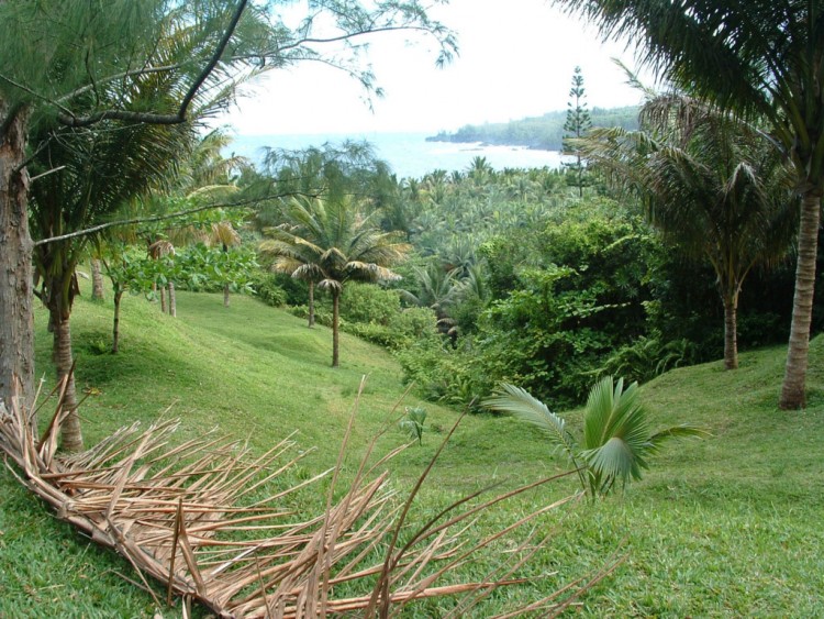 Fonds d'cran Nature Arbres - Forts Ile de la Reunion