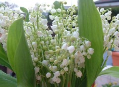 Wallpapers Nature bouquet de brins de muguet