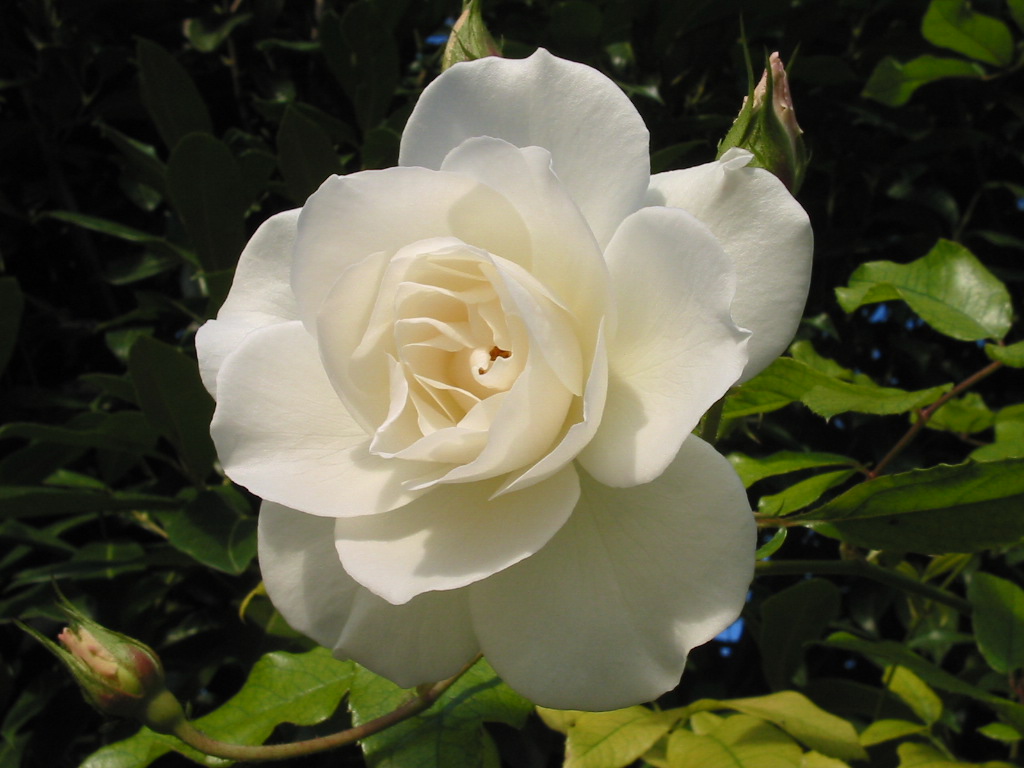 Wallpapers Nature Flowers Rose de Seine