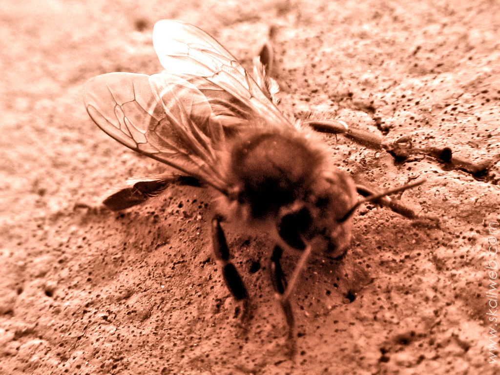 Fonds d'cran Animaux Insectes - Abeilles Gupes ... Abeille