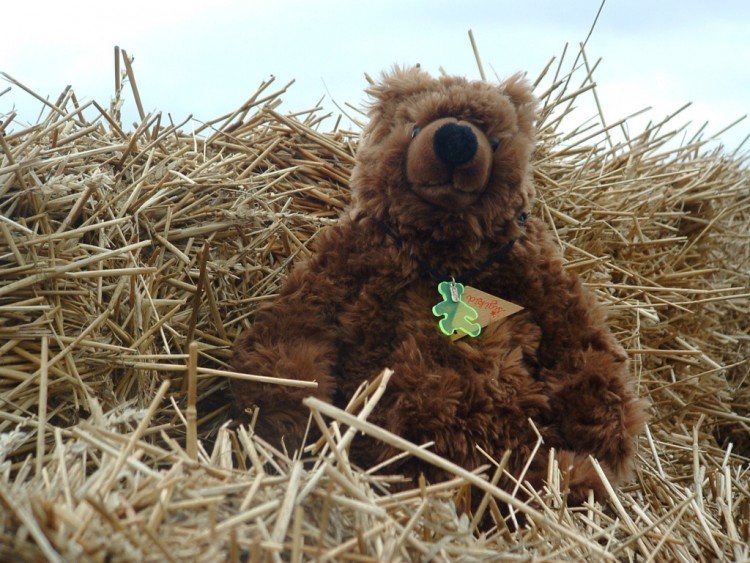 Fonds d'cran Objets Peluches Grognon, n'aime pas la paille !