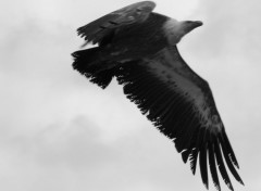 Wallpapers Animals L'aigle Noir