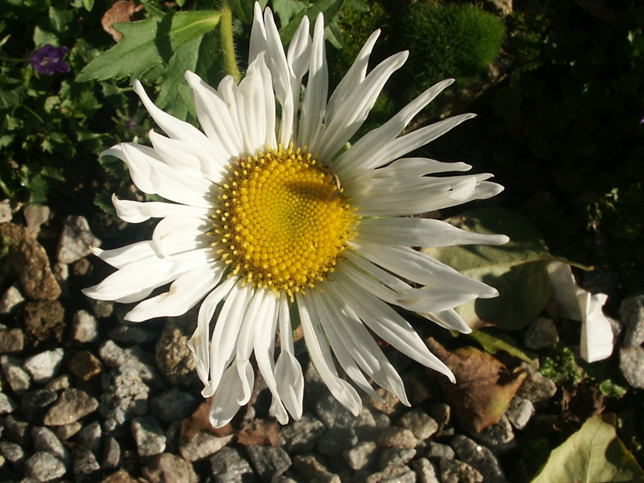 Fonds d'cran Nature Fleurs 