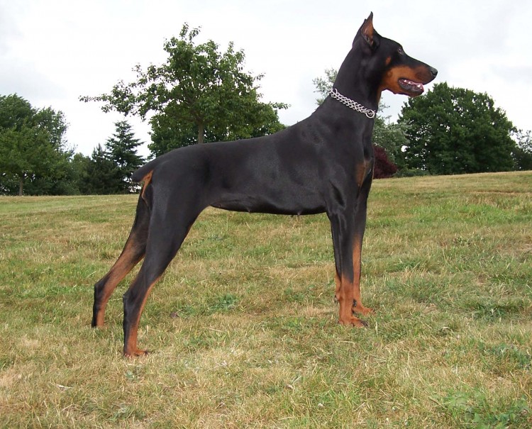 Fonds d'cran Animaux Chiens Dobermann