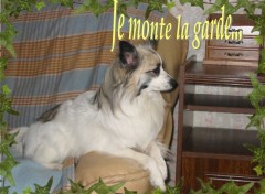 Fonds d'cran Animaux Ginger monte la garde