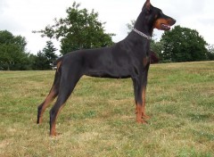 Fonds d'cran Animaux Dobermann