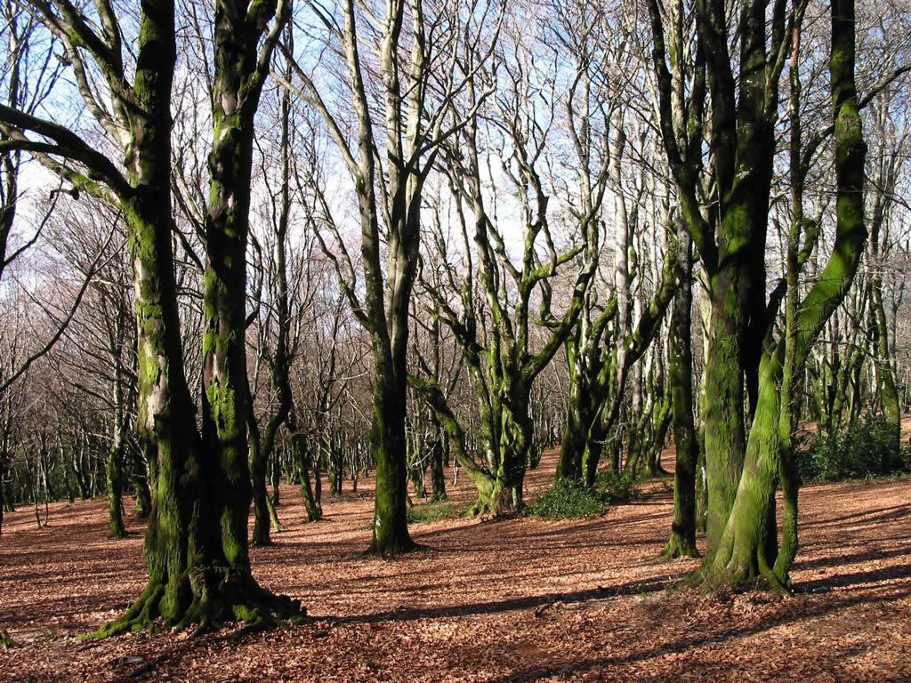 Fonds d'cran Nature Arbres - Forts Fort de htre