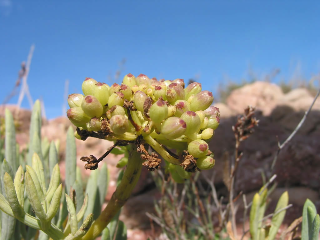 Wallpapers Nature Plants - Shrubs Plante mditranienne