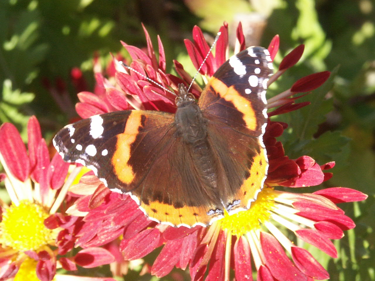 Fonds d'cran Animaux Insectes - Papillons 