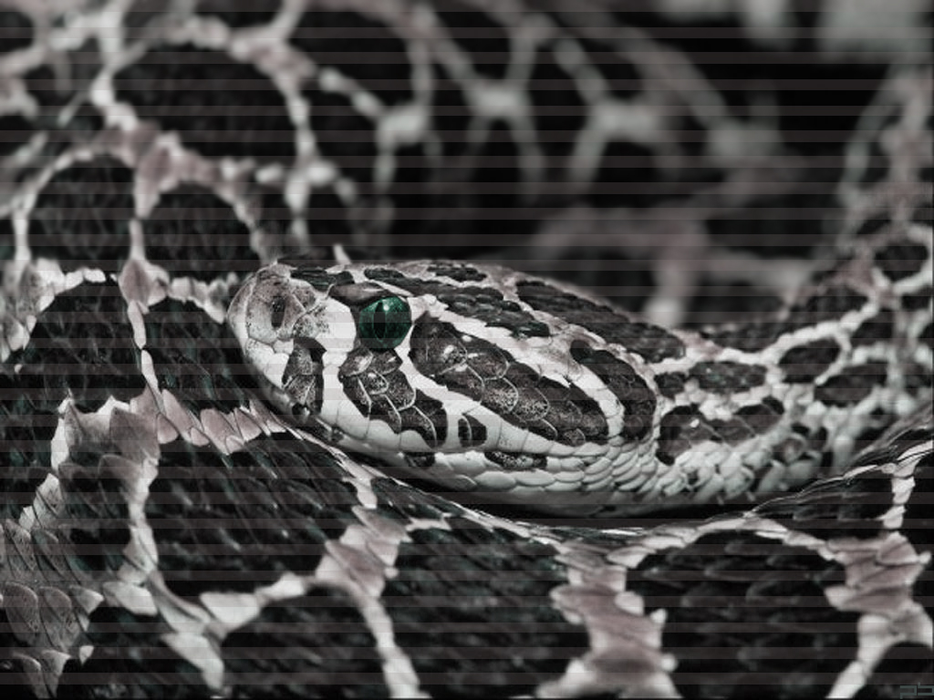 Fonds d'cran Animaux Serpents Snake eyes