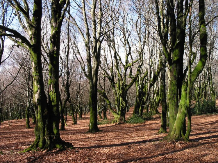 Fonds d'cran Nature Arbres - Forts Fort de htre