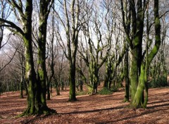 Fonds d'cran Nature Fort de htre