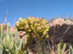 Fonds d'cran Nature Plante mditranienne