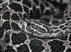 Fonds d'cran Animaux Snake eyes