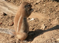 Fonds d'cran Animaux cureil africain