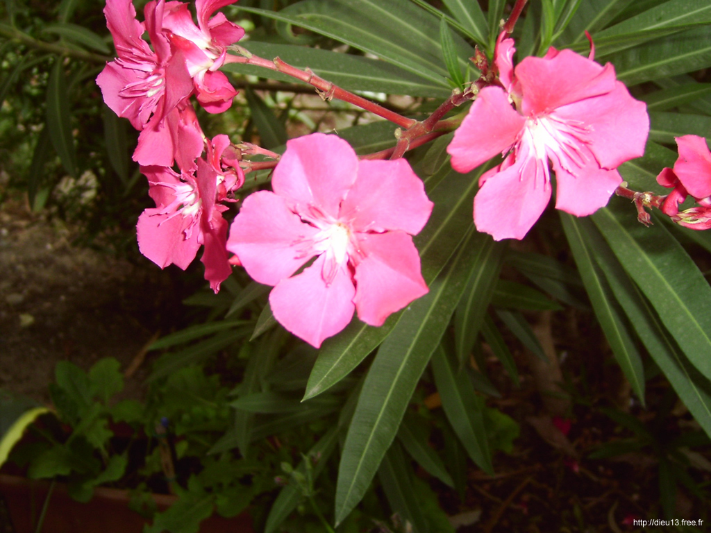 Fonds d'cran Nature Fleurs Fleurs de laurier rose