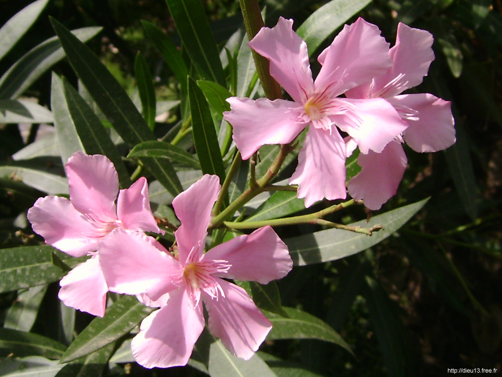 Fonds d'cran Nature Fleurs Les belles fleurs du sud de la France