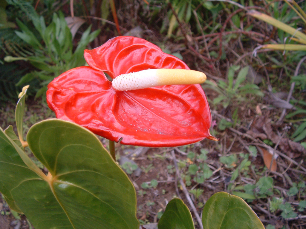 Fonds d'cran Nature Fleurs Ile de la Reunion