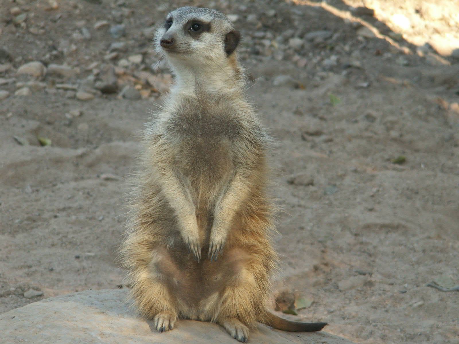 Fonds d'cran Animaux Suricates 