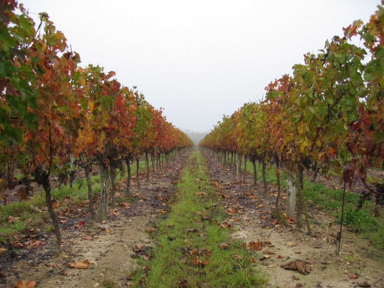 Fonds d'cran Nature Saisons - Automne Vigne du Paumerol