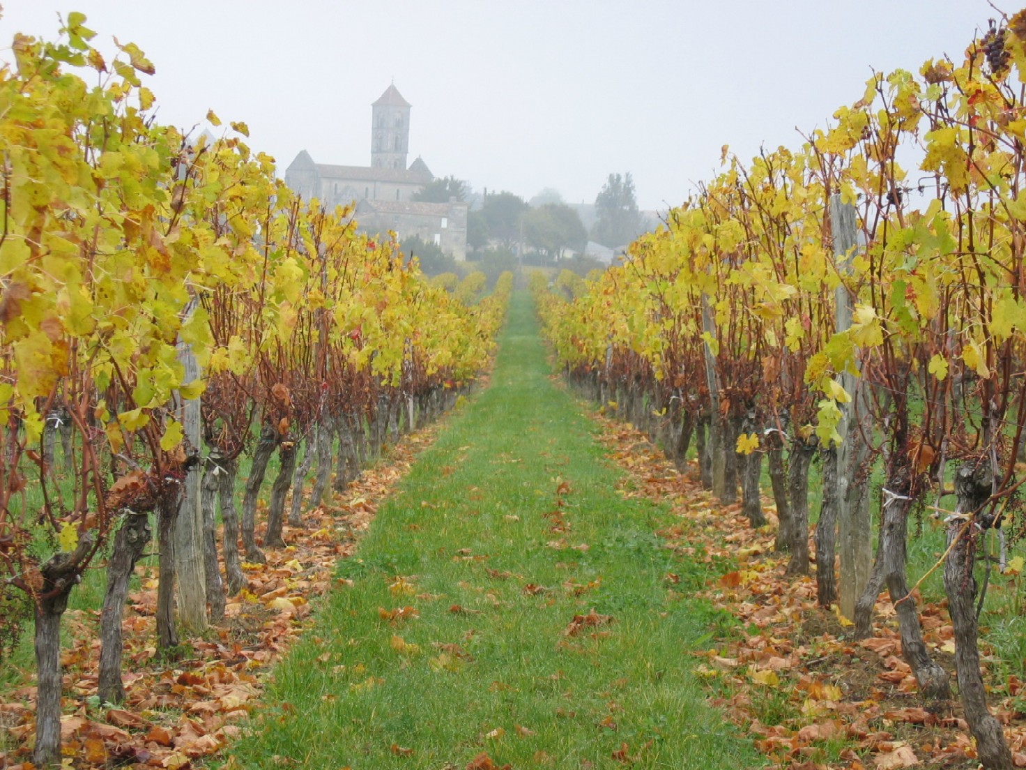 Wallpapers Nature Seasons - Fall Village dans les vignes