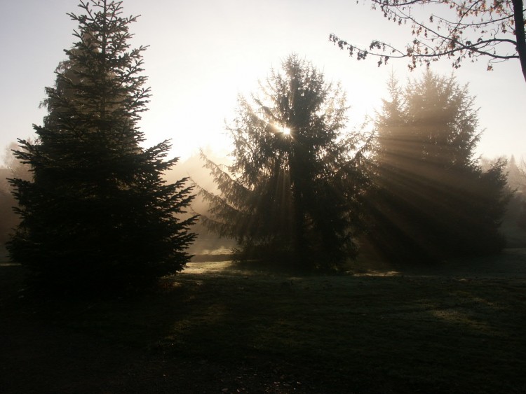 Fonds d'cran Nature Arbres - Forts Bonjour soleil