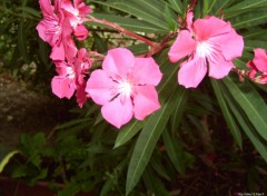 Fonds d'cran Nature Fleurs de laurier rose