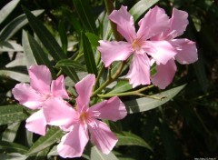 Fonds d'cran Nature Les belles fleurs du sud de la France