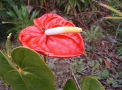 Fonds d'cran Nature Ile de la Reunion