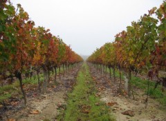 Fonds d'cran Nature Vigne du Paumerol