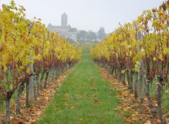 Wallpapers Nature Village dans les vignes