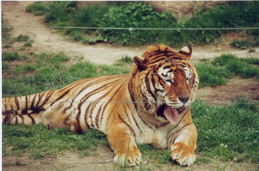 Wallpapers Animals Felines - Tigers pause