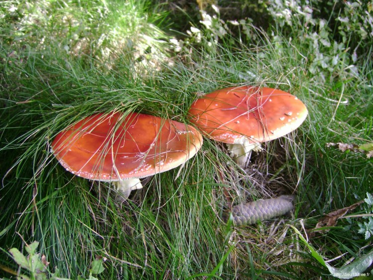 Fonds d'cran Nature Champignons Les amanites tue-mouche