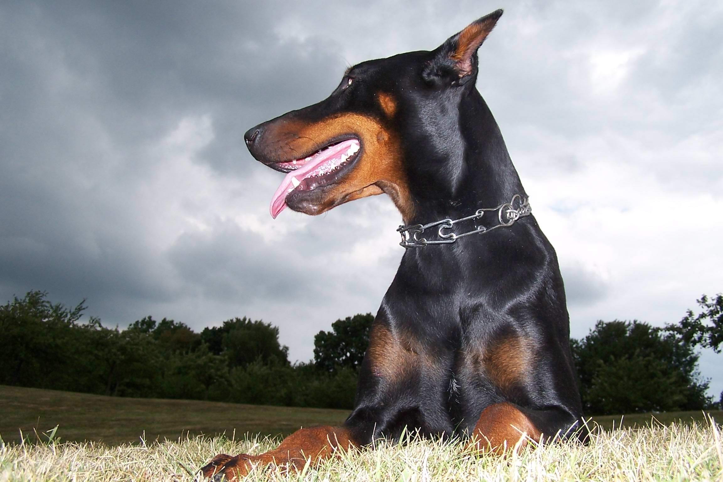 Fonds d'cran Animaux Chiens Dobermann