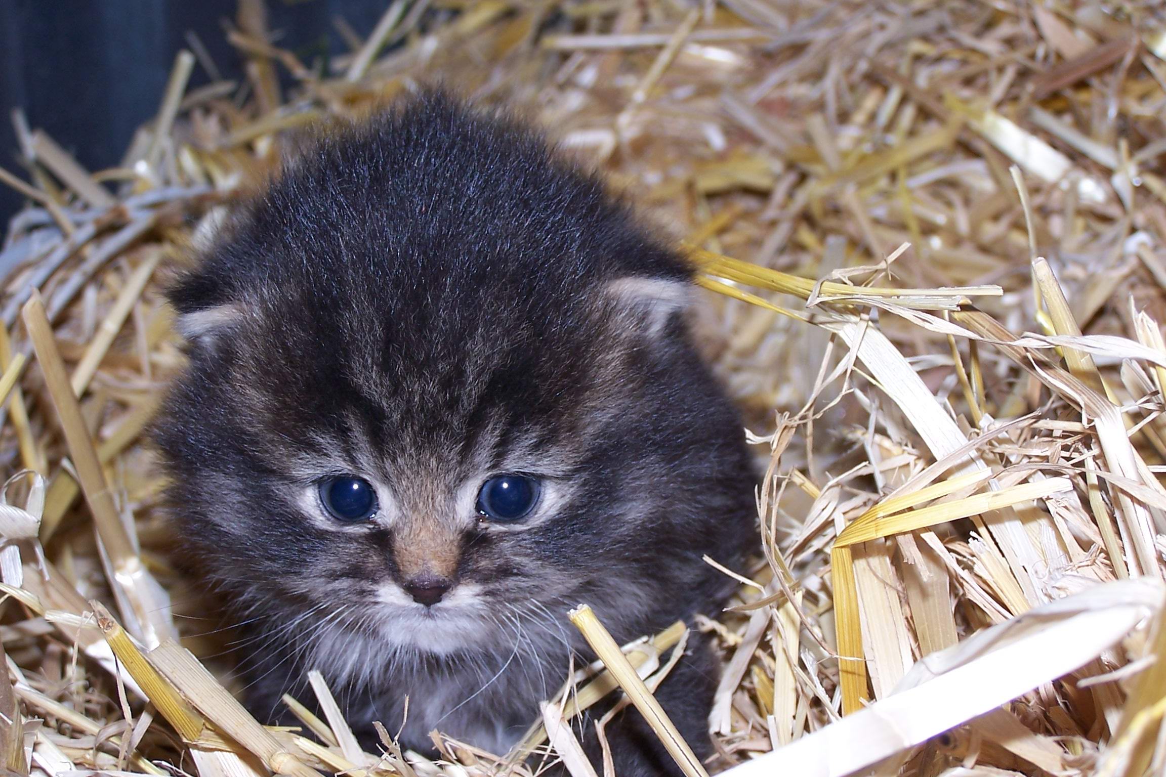 Fonds d'cran Animaux Chats - Chatons Petit chat