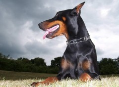 Fonds d'cran Animaux Dobermann