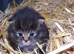 Fonds d'cran Animaux Petit chat