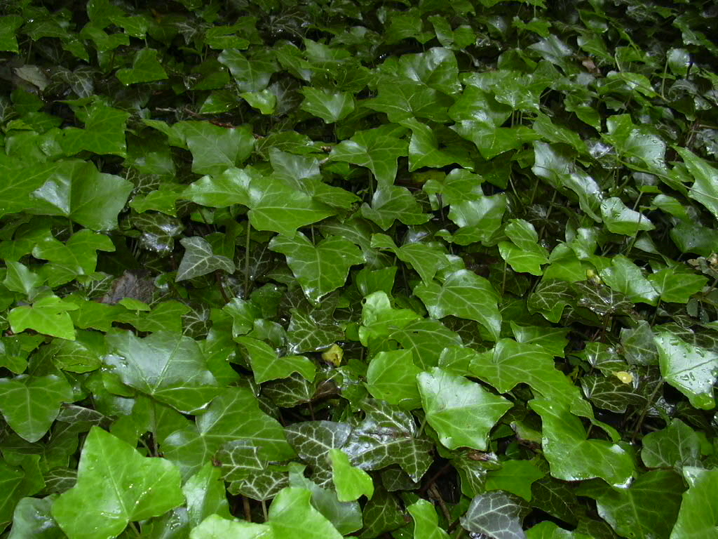 Fonds d'cran Nature Feuilles - Feuillages Parterre de lierre