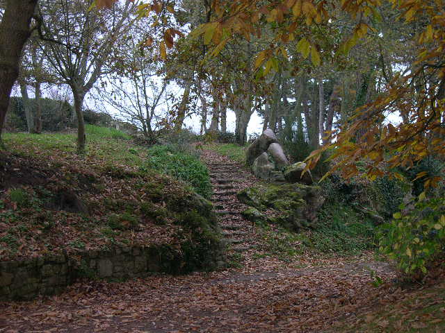 Fonds d'cran Nature Arbres - Forts vieux escaliers