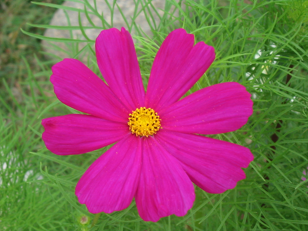 Wallpapers Nature Flowers Cosmos